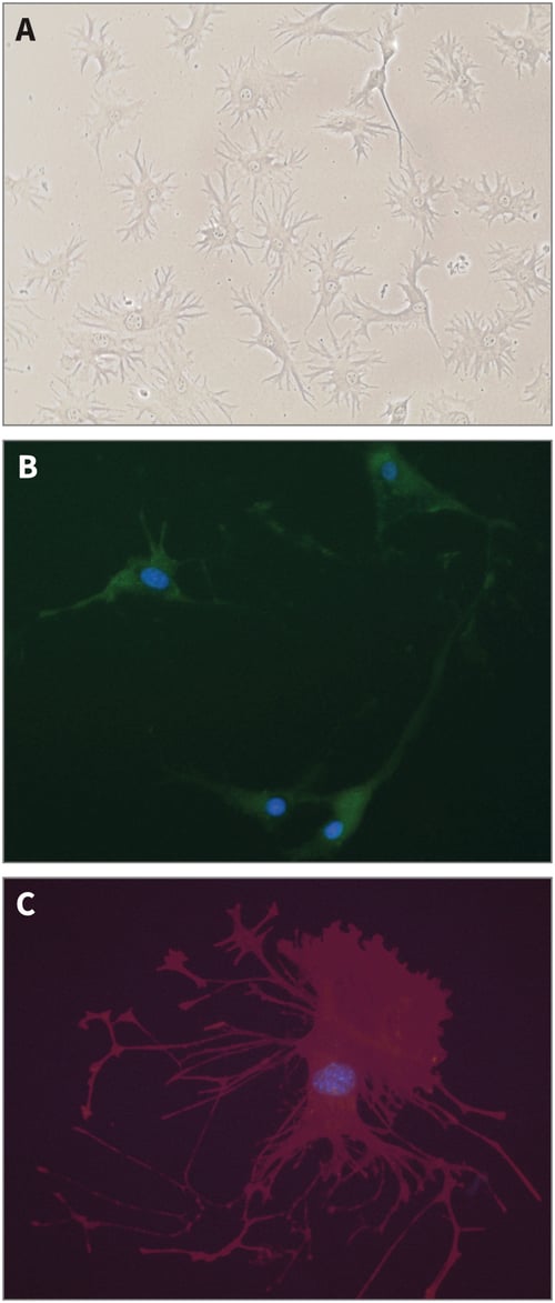 Enhanced cell function with hepatocyte and endothelial cell co-culture.