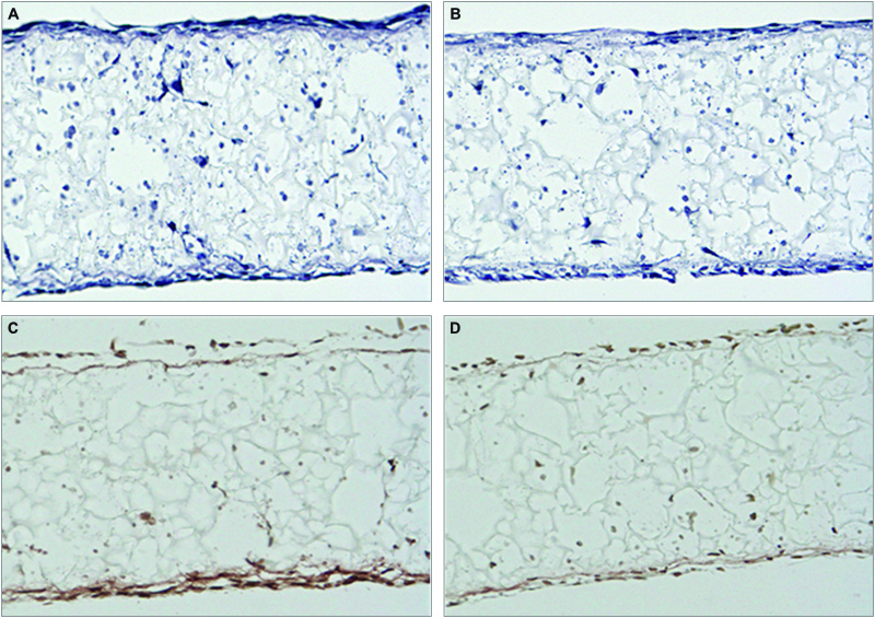 Regulation of Sclerostin expression in Ocy454 cells cultured in Alvetex Scaffold.