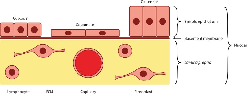 Schematic representation of mucosal tissue and its cellular constituents.