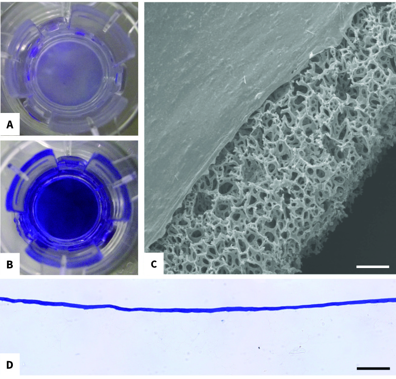 Simple Epithelial Monolayers in Alvetex Scaffold