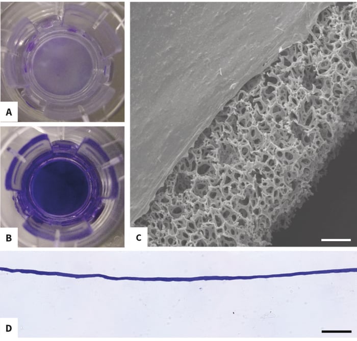 Morphology, Thickness and Coverage of Collagen I surface coating of Alvetex Scaffold.