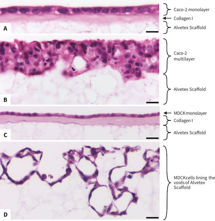 The morpho-logy of cell populations in Alvetex Scaffold is controlled by Collagen I coating.