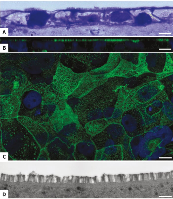 Brush Border formation in Caco-2 monolayer grown on collagen-coated Alvetex Scaffold.