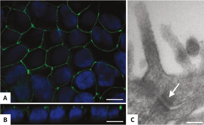 Apical Tight Junctions in Caco-2 monolayer grown on collagen-coated Alvetex Scaffold.