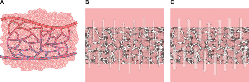 Schematics illustrating flow of nutrients and waste products from cells in real tissues and cell-based 3D constructs grown in vitro using Alvetex technology.