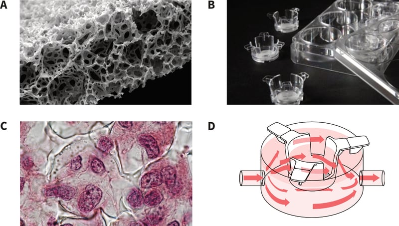 Use of Alvetex inserts for 3D culture and media perfusion.