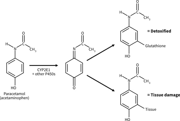 Metabolic activation of paracetamol (acetaminophen) to a hepatotoxic metabolite.