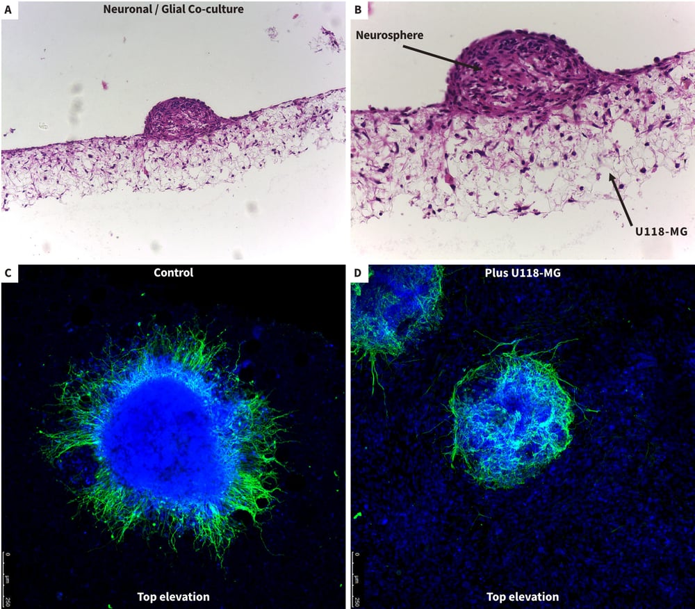 Studying interactions between neurons and glia in co-culture models using Alvetex Scaffold.