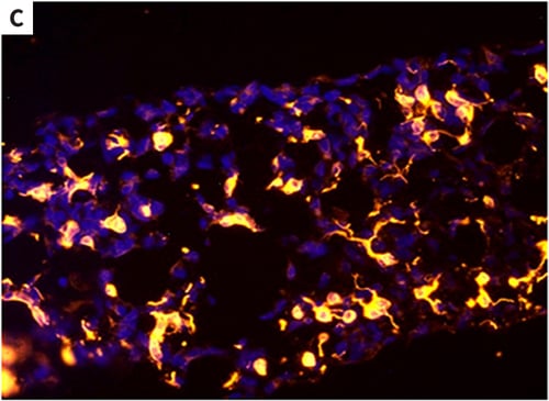 Differentiation of human pluripotent stem cells into neural derivatives in Alvetex Scaffold (C).