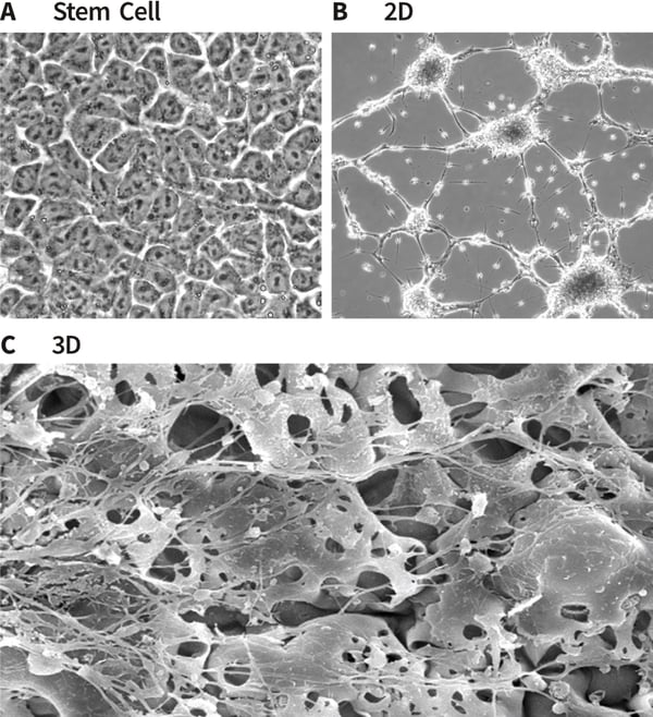 Formation of neurites by stem cell-derived neurons in 3D culture (A, B, and C).