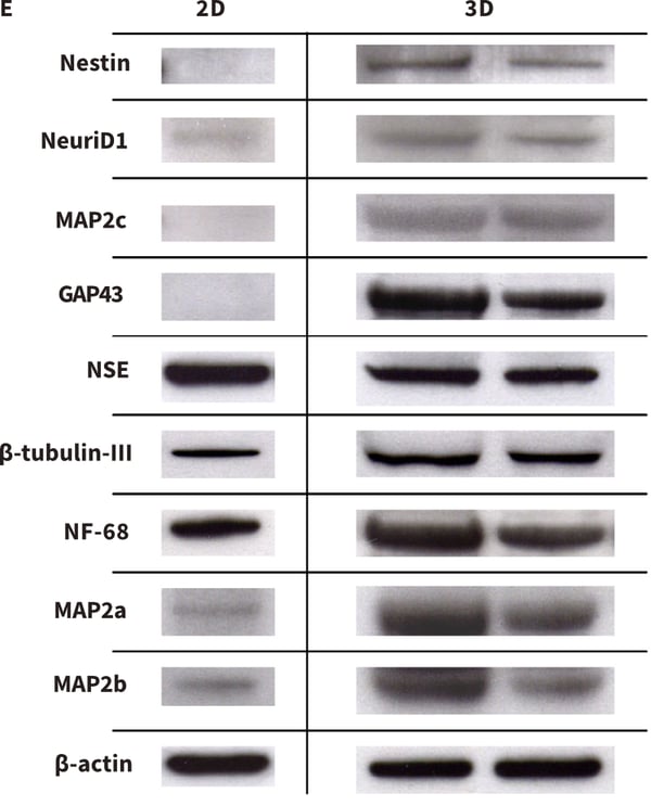 Formation of neurites by stem cell-derived neurons in 3D culture (E).