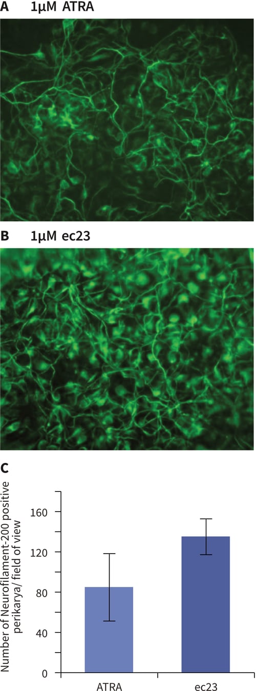 Enhanced induction of neural differentiation by stem cells in response to synthetic retinoic acid (A, B and C).