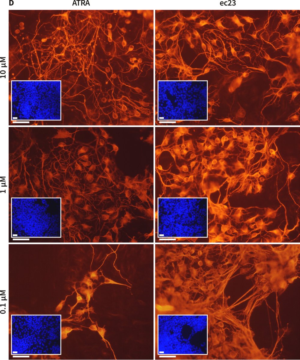 Enhanced induction of neural differentiation by stem cells in response to synthetic retinoic acid (D).