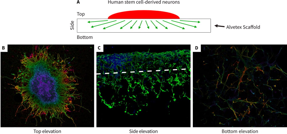 Development of a novel 3D neurite out-growth model using Alvetex Scaffold.