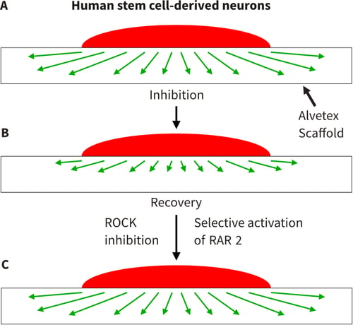 Developing 3D model to study inhibition of neurite outgrowth.