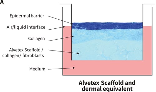 Organotypic co-culture and collagen gel set-ups (A).