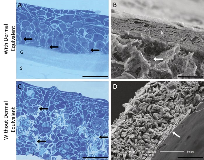 Growth of HaCaT keratinocytes on Alvetex Scaffold.