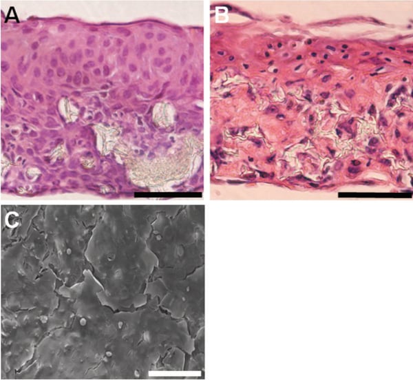 Flattening and stratification of HaCaT cells at the air-liquid interface.