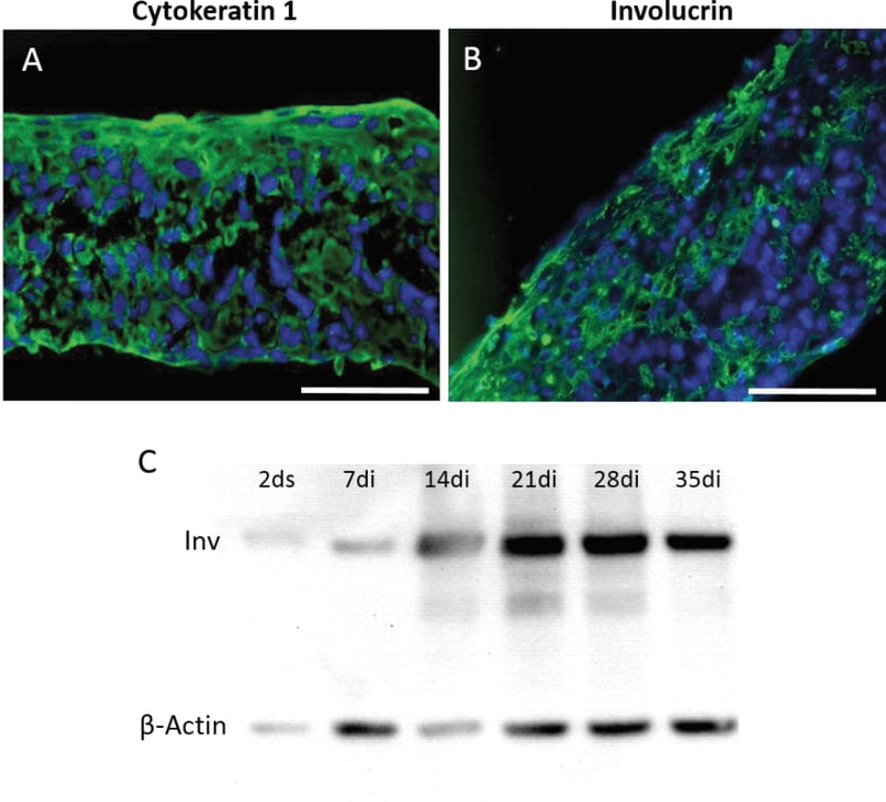 Characterisation of HaCaT keratinocytes on Alvetex Scaffold.