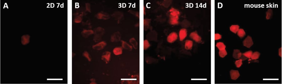 Flattening and stratification of HaCaT cells at the air-liquid interface.