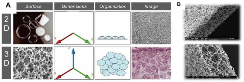 Overview of Alvetex Scaffold 3D cell culture technology versus 2D.