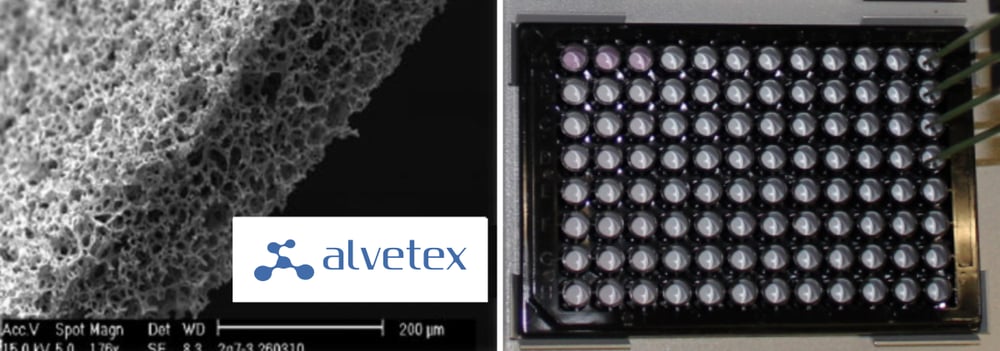 Alvetex Scaffold in 96 well plate format.