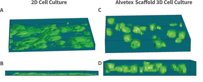  An example of how cells retain a more in vivo-like structure when cultured in 3D within Avetex Scaffold. 