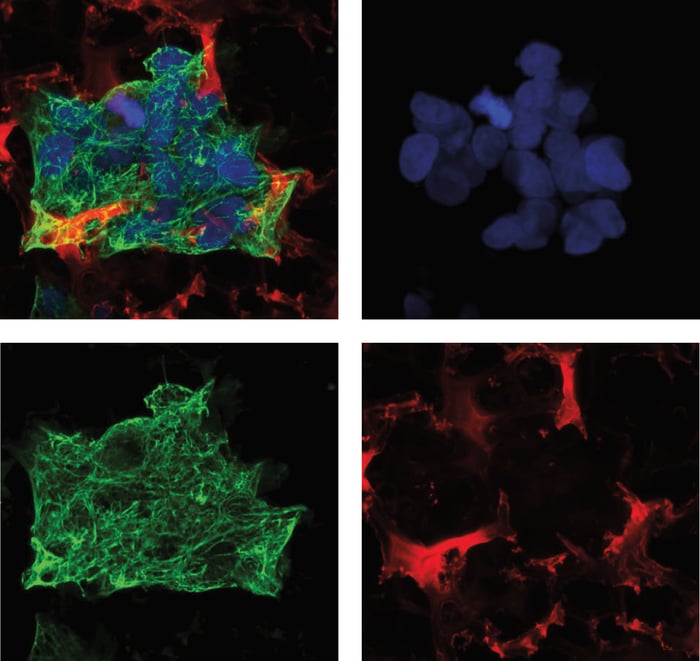 HepG2 cells grown for 3 days in Alvetex Scaffold 12-well plate format (AVP002).