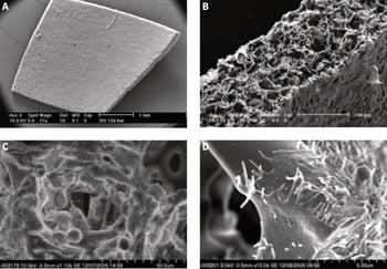 Microscopy Imaging Techniques and Alvetex Scaffold