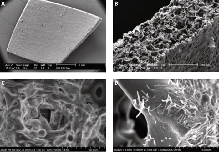 Detailed structure of 3D cultures can be visualised using scanning electron microscopy.