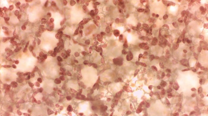 Cell cultures can be visualised on Alvetex Scaffold by staining with the nontoxic dye Neutral Red.
