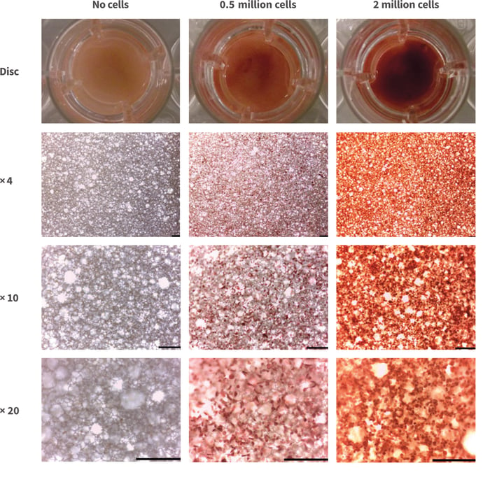 Cell cultures can be visualised on Alvetex Scaffold by staining with the non-toxic dye Neutral Red.