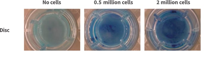 Visualisation of cells on Alvetex Scaffold with Methylene Blue solution.