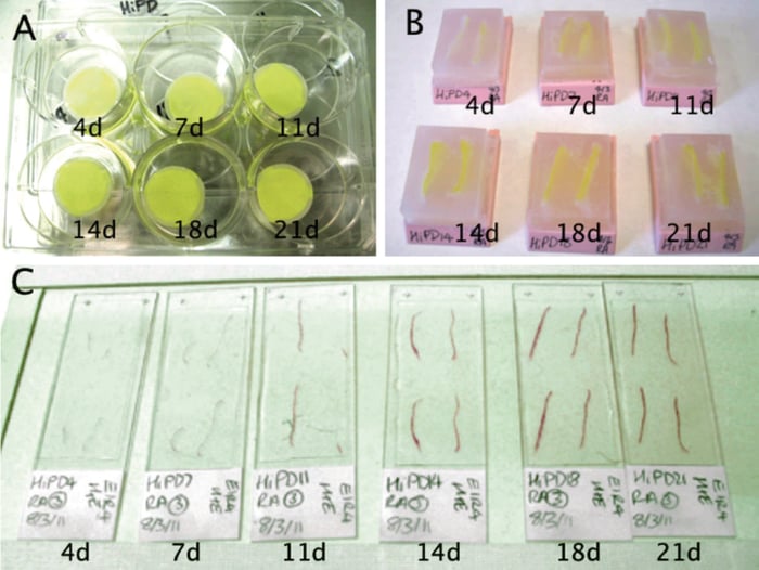 Cells can be visualised on Alvetex Scaffold following fixation with the yellow coloured Bouin’s fixative.