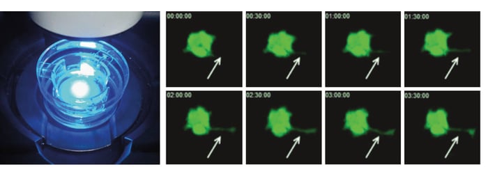 GFP-transfected CHO-K1 cells were cultured on Alvetex Scaffold 6 well inserts (AVP004) for 6 days.