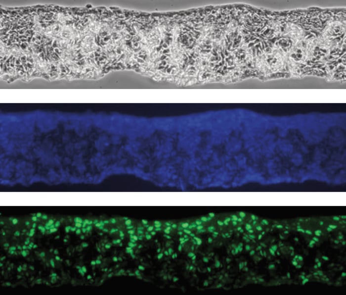 Human keratinocyte cell line (HaCaT) grown in Alvetex Scaffold (7 days air exposure).