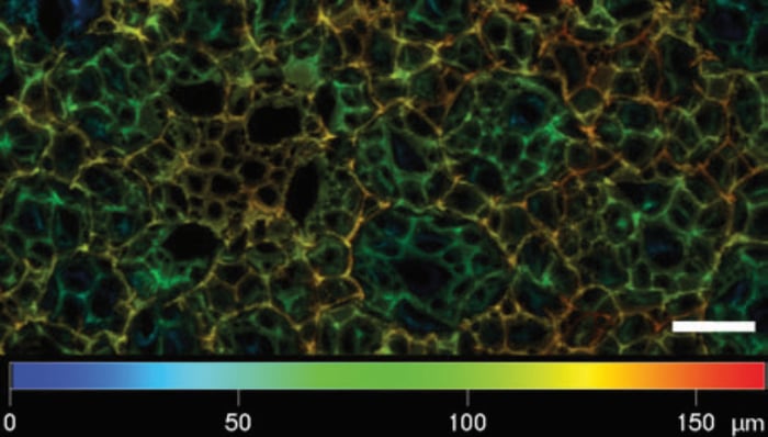 alvetex-scaffold-whitepaper-01-fig-9