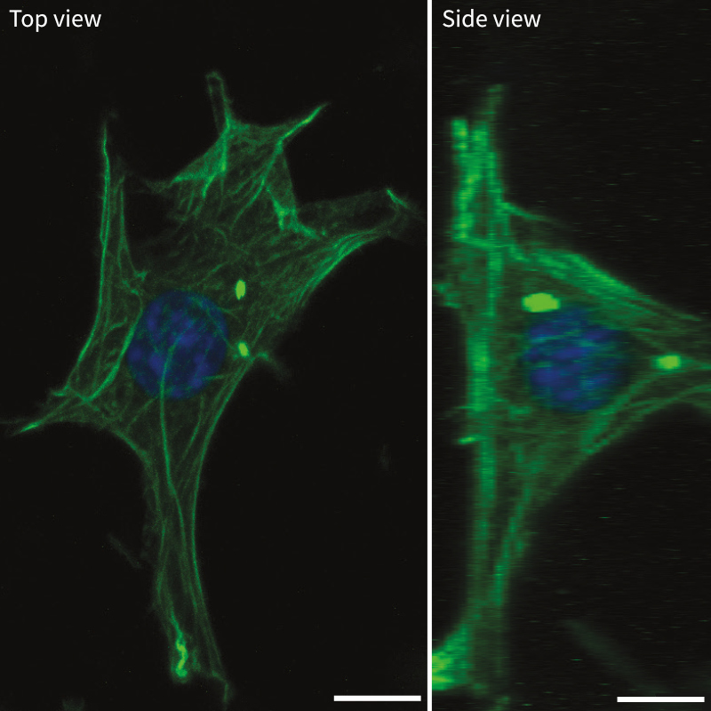 alvetex-science-3t3-actin