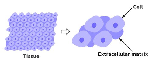 alvetex-science-in-vivo-3d-env