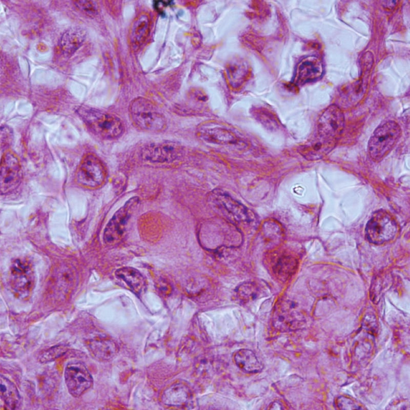 alvetex-science-murine-keratinocytes