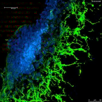 alvetex-science-neurite-outgrowth