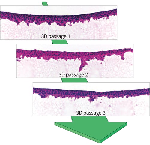 Histological images of H&E stained TERA2.cl.SP12 cells that have been 3D passaged every 4 days on Alvetex Strata.