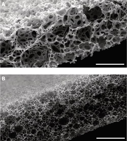 Scanning electron micrographs showing the structure of Alvetex Scaffold and Alvetex Strata.