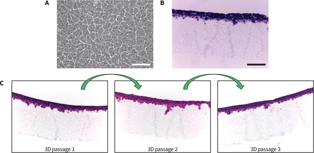 Morphology of human pluripotent stem cells cultured on conventional polystyrene plasticware and Alvetex Strata.