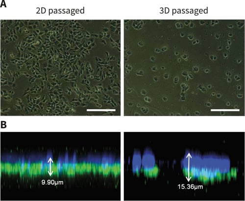 Long-term propagation of pluripotent stem cells in 3D culture results in structural changes and adaptation to the growth substrate.