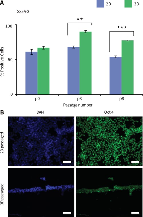 Passaging pluripotent stem cells in 3D results in the enhanced expression of stem cell markers.