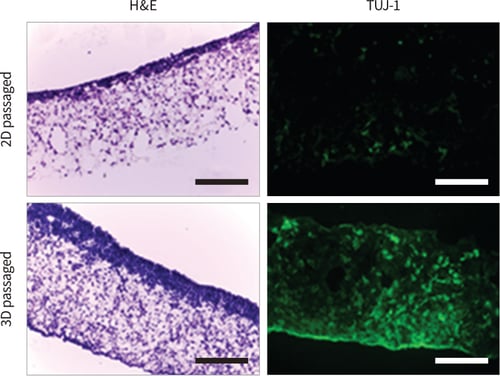 Passaging pluripotent stem cells in 3D subsequently results in their enhanced growth and differentiation in Alvetex Scaffold.