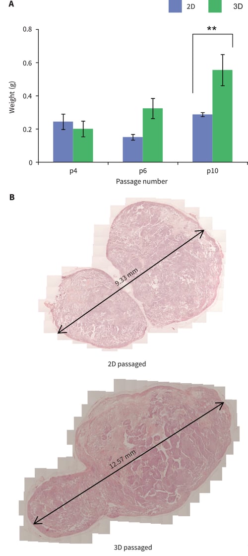 Passaging pluripotent stem cells in 3D results in their enhanced tumour growth when subsequently grown as xenografts in immune deficient animals.