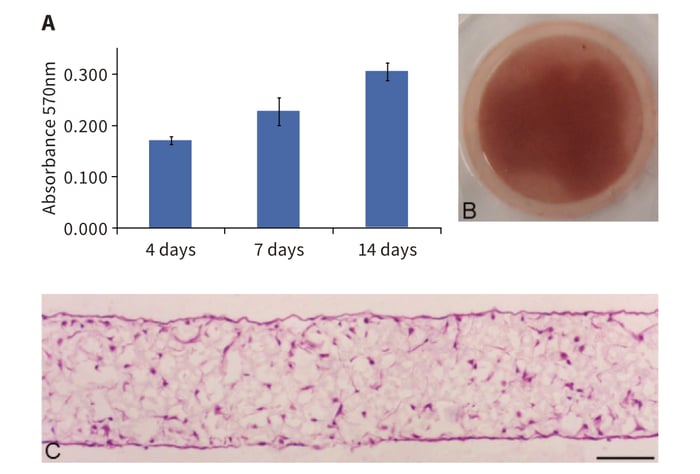 Alvetex Scaffold supports 3D culture of viable rat MSCs and the linear expansion of the cell population.