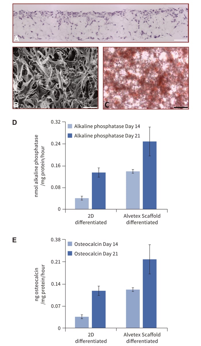 Growth and differentiation of MG63 cells on Alvetex Scaffold.